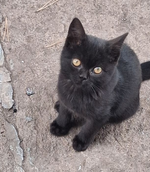 Отдам котят бесплатно