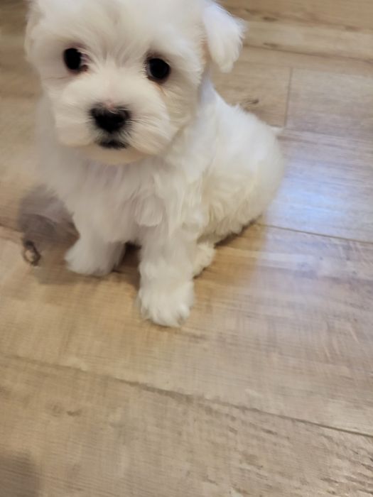 Vând bichoni maltezi mini toy.