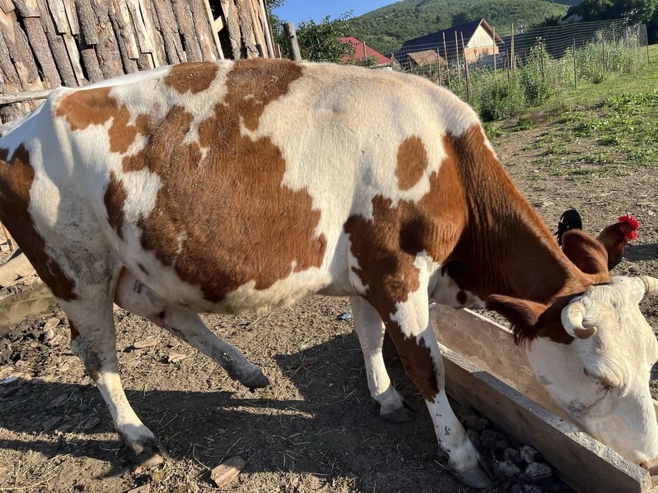 Vaci juninci de vanzare