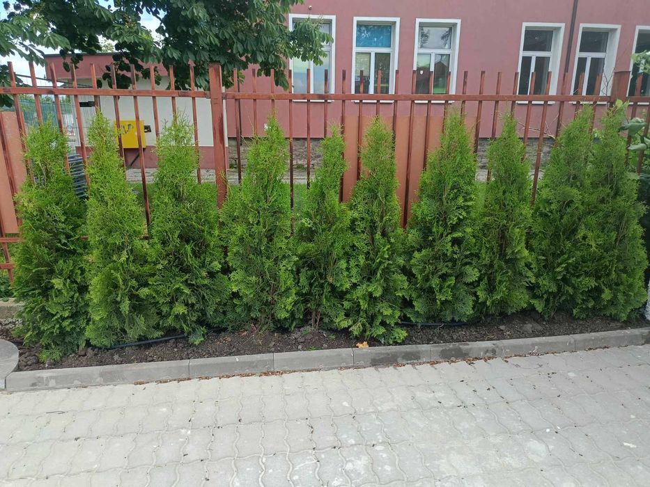 Западна туя смарагд от 0,50м до 2,50м Фастигиата 1,50м