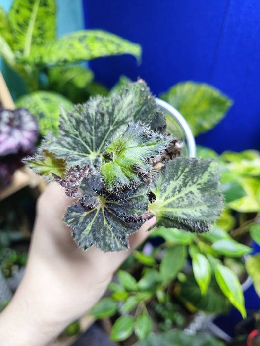 Бегония Принц Паломар