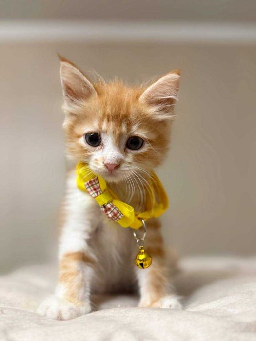 Котенок рыжий мальчик маленький