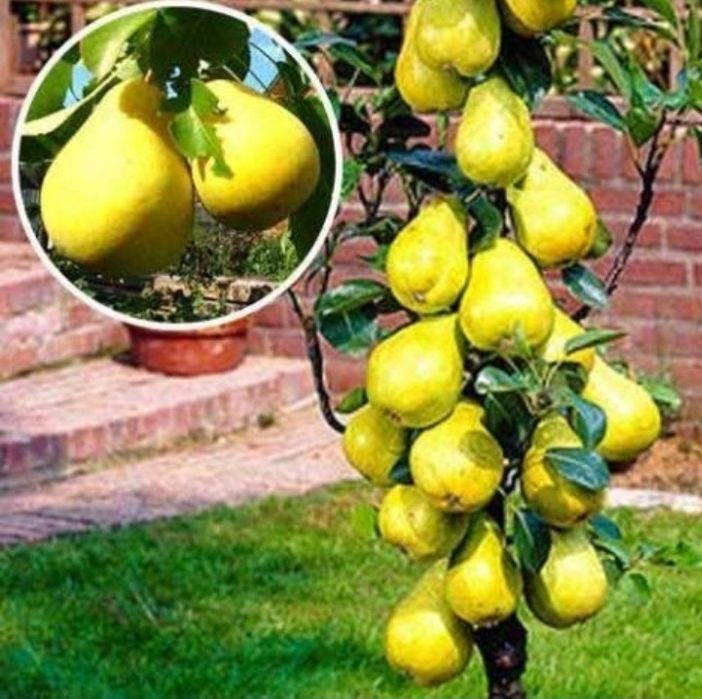 Pomi columnari anul2/3/4 diferite soiuri