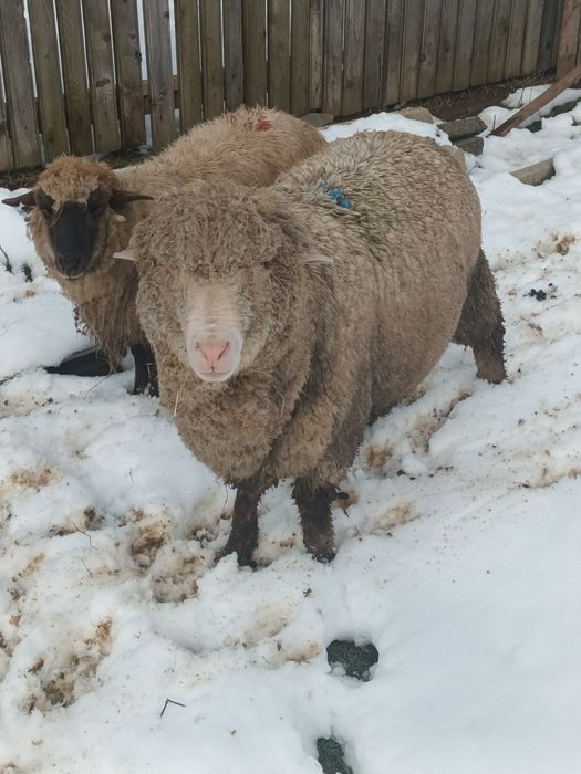 Berbecut de vânzare