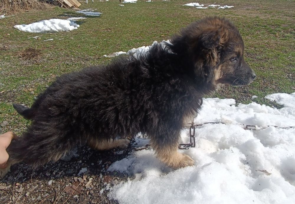 Продаю щенка немецкой овчарки.