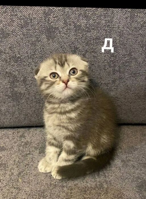 Котята вислоухий девочка и мальчик даром