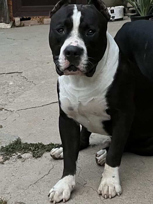 Американско Були[American Buly]