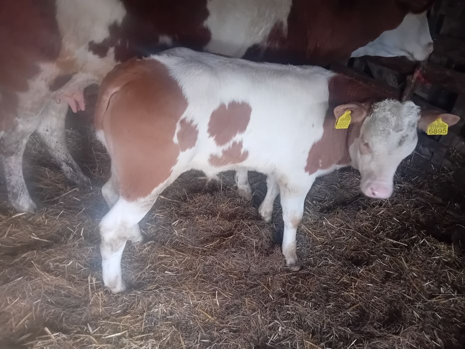 Vaca cu vitel de vanzare