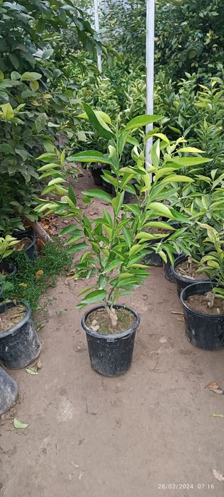 koʻchatlar dehqonchilik