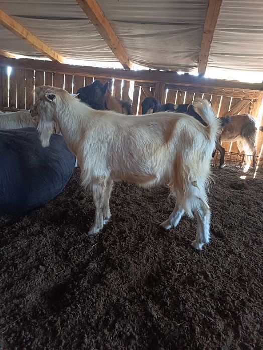 Vând țap tânăr foarte activ