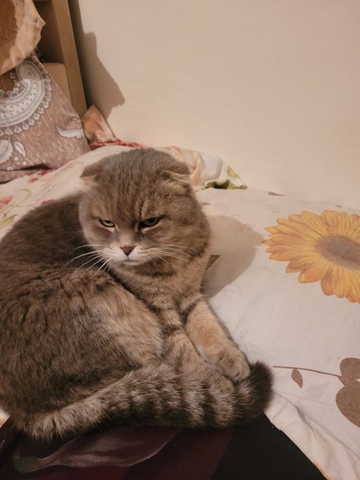 Продам кошку веслоухи