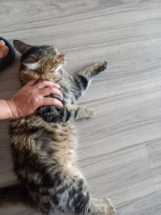Кошка и кот домашние