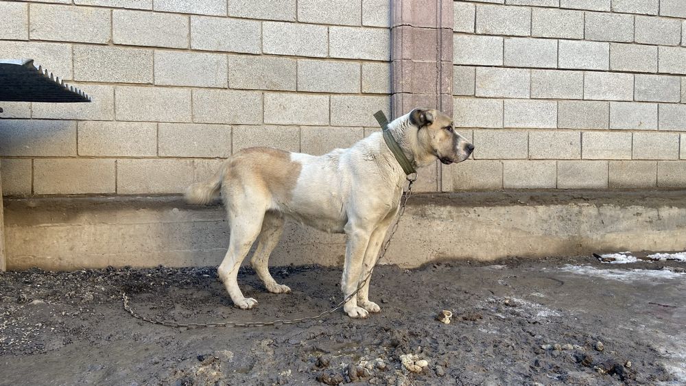 Среднеазиятская овчарка Алабай