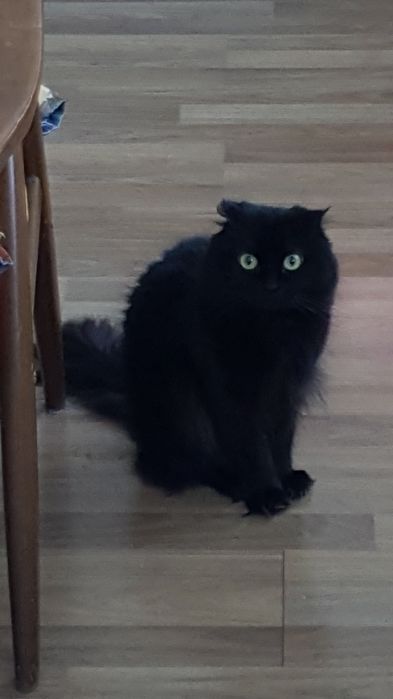 Отдам в добрые руки котика