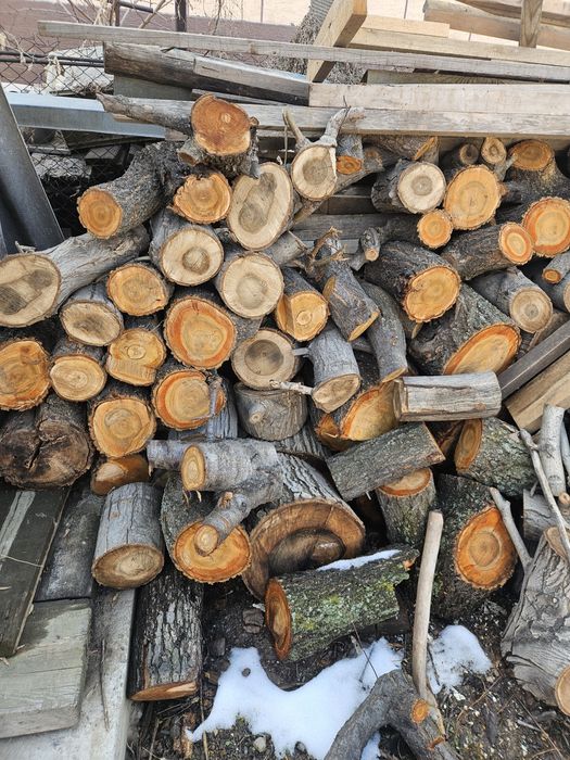 Дерево пень орех