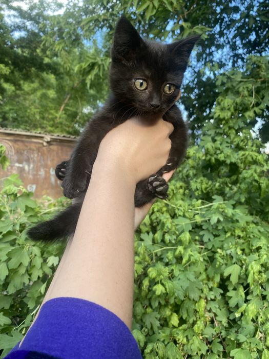 Котята,2 месяца,черный-мальчик,серая-девочка