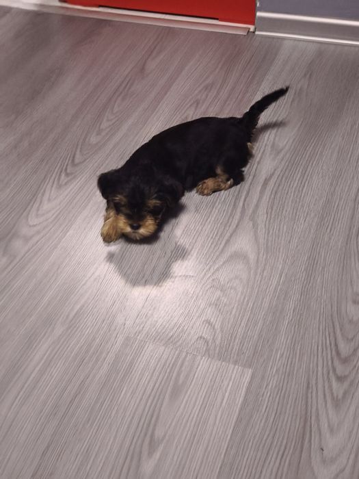 Продавам йоркширски териер