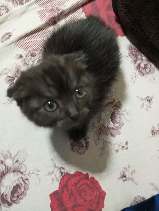Отдам котят в хорошие руки