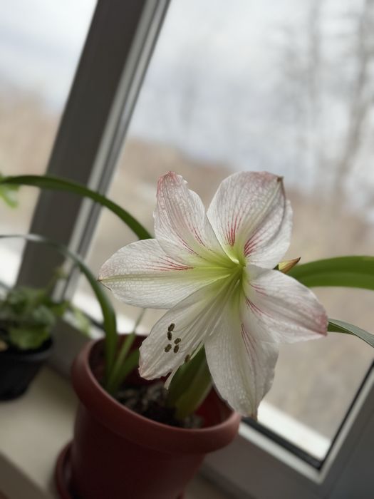 Продам луковицы Аморилис