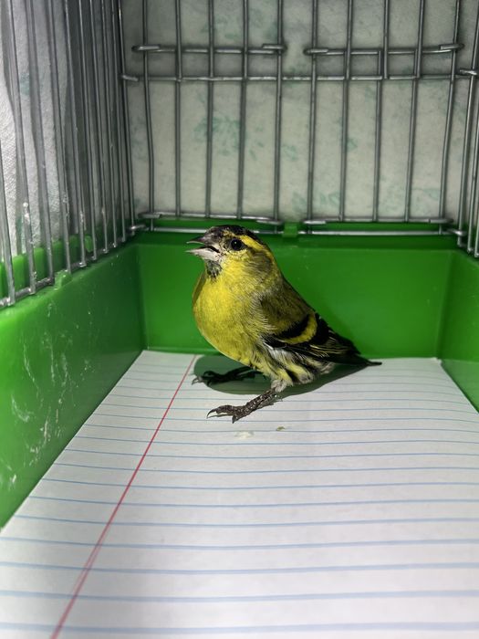 Chij Chijik Чиж Чижик