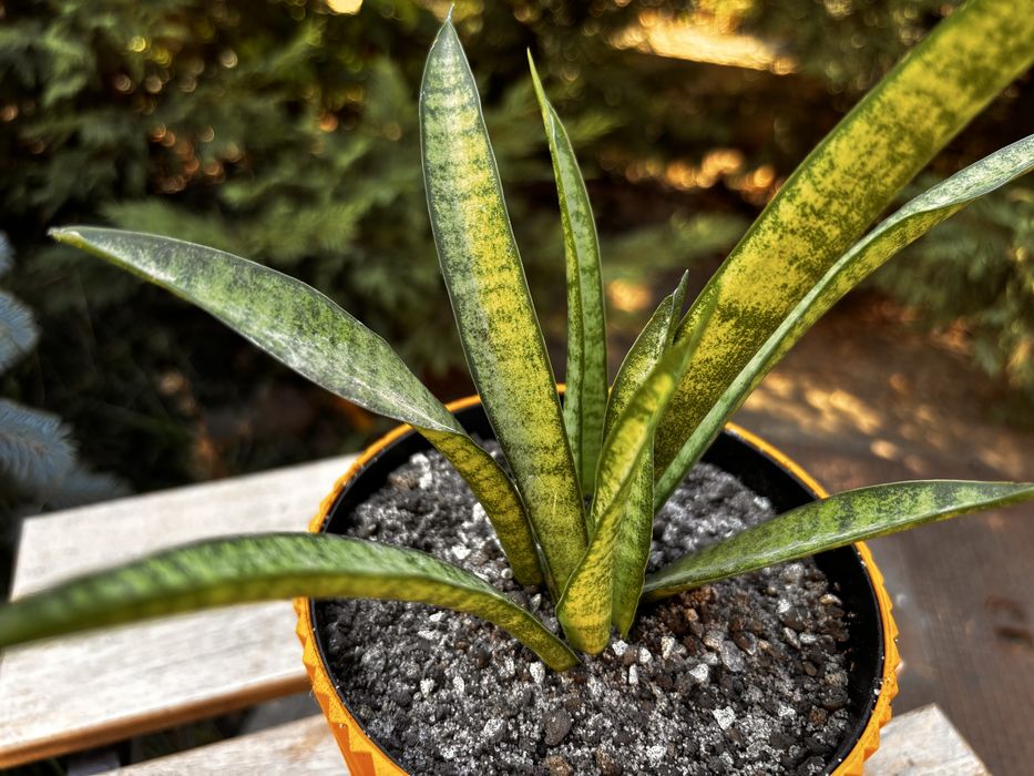 Sansevieria Panthera (Limba socrei) în ghiveci cu farfurioară