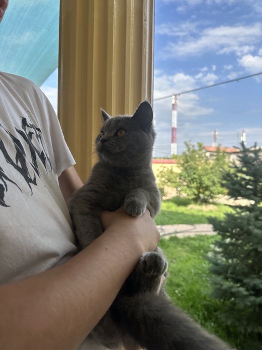 Мушук Скоттиш страйт