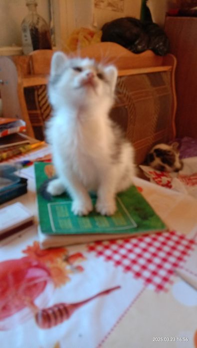 Котенок отдам даром