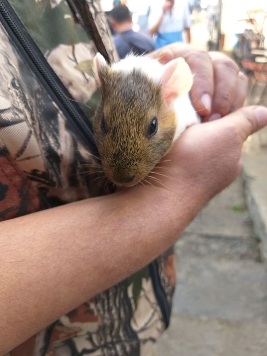 Продаются морские свинки