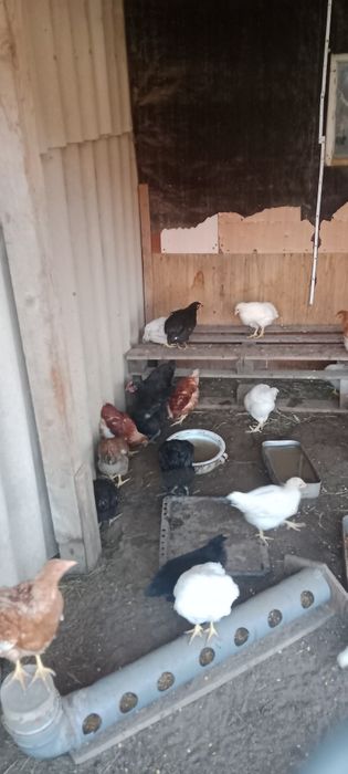 Сатуда балапандар бар