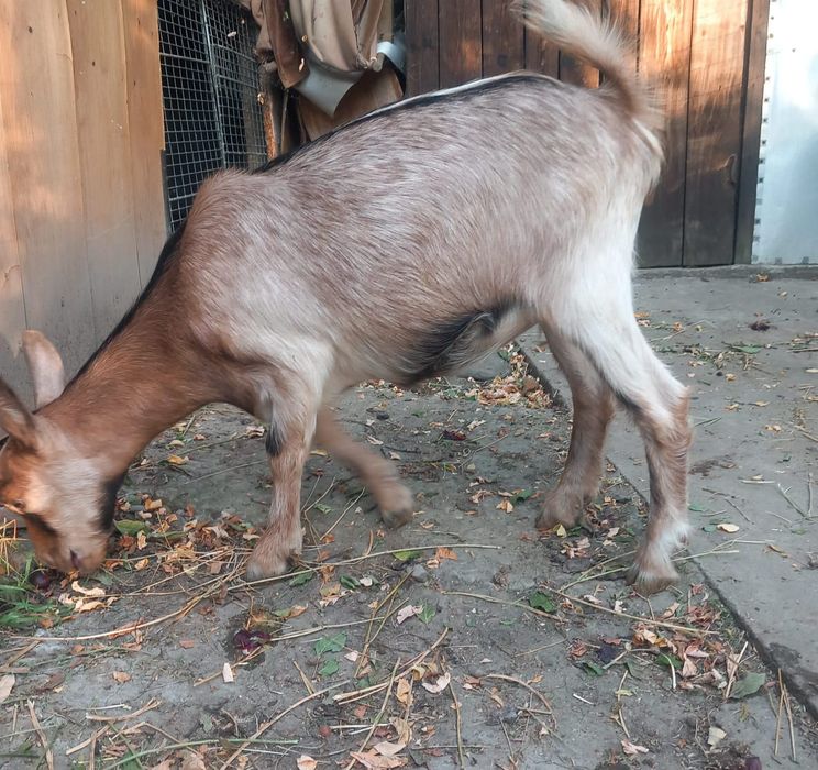 Iezi Alpină Franceză și Metiși