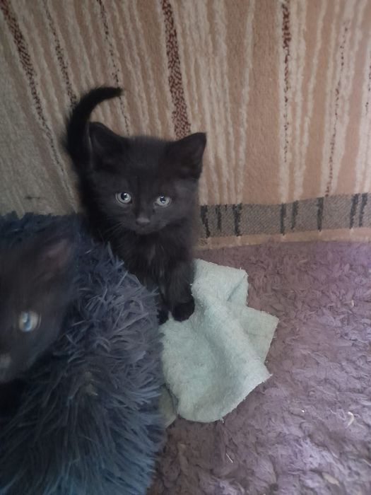 Одам котят в добрые руки бесплатно