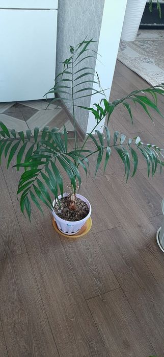 Продам пальму арека