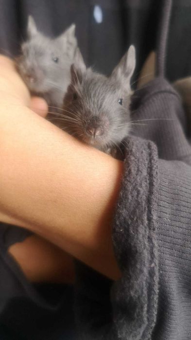 Donez pui veverite Degu