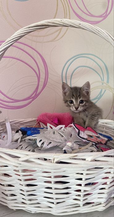 Кошечка в добрые руки