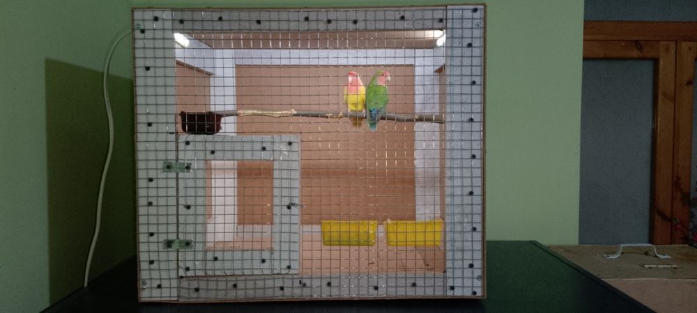 Narazushka papugay sotiladi 300 ming sum