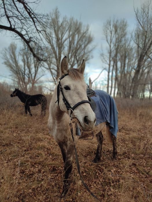 Продам кобылу с жеребёнком