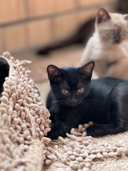 Котята Бурма и Британка