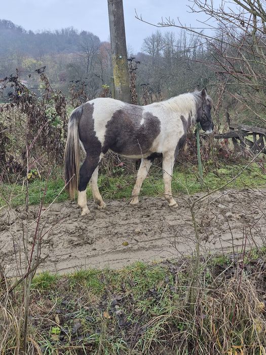 Vând cârlana  semigrea de 11 luni