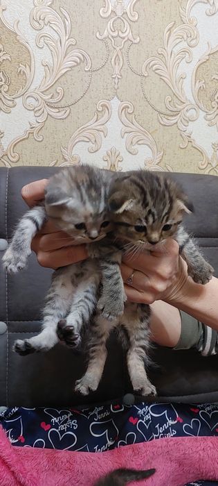 Готовятся к продаже котята