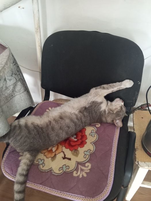 Пропал любимый кот.