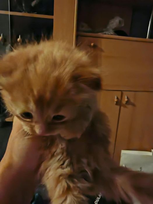 Продаю котят (месяц)