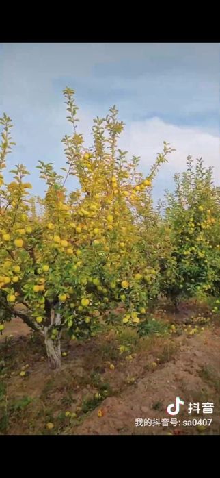 Яблоневый сад, кх