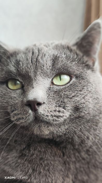 Ищем кошечку для вязки