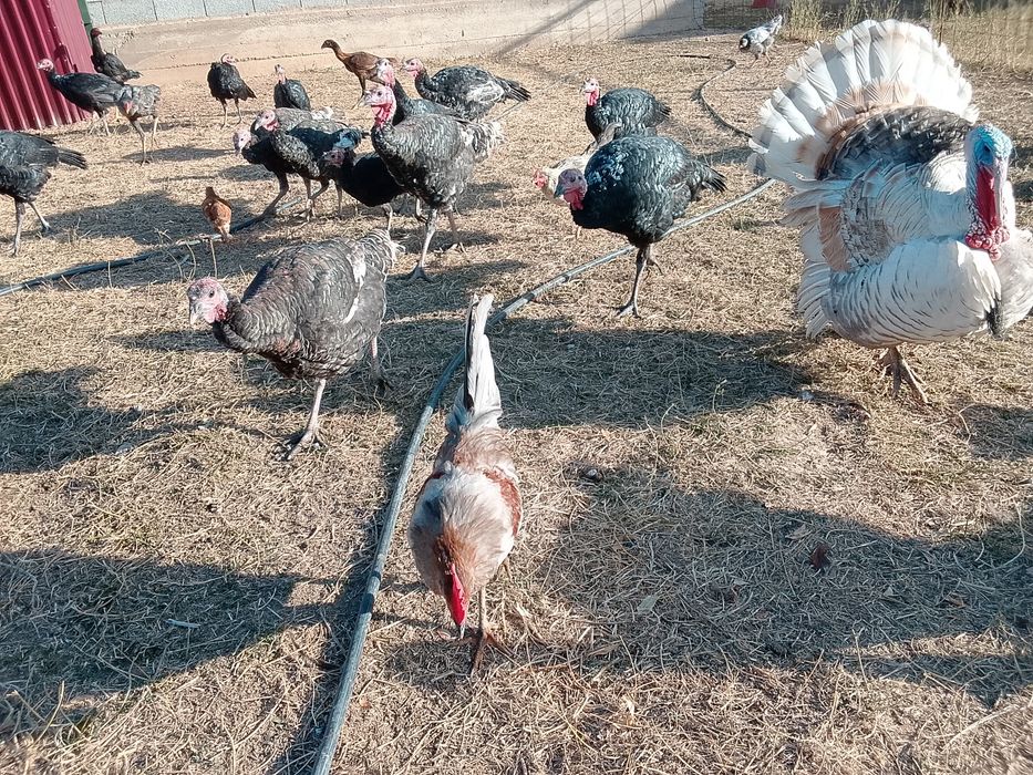 Продам продам продам