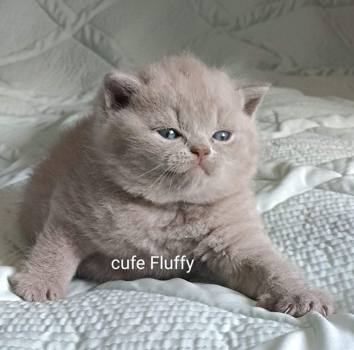 Питомник Cute flyffy котята