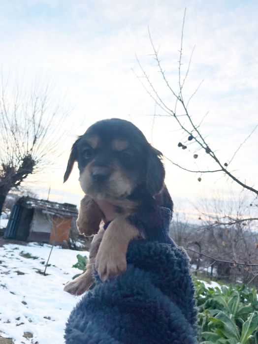 Кученца търсят нов дом