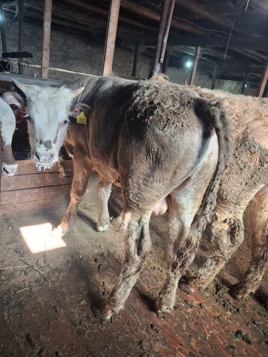 Продаётся 5 голов бычков