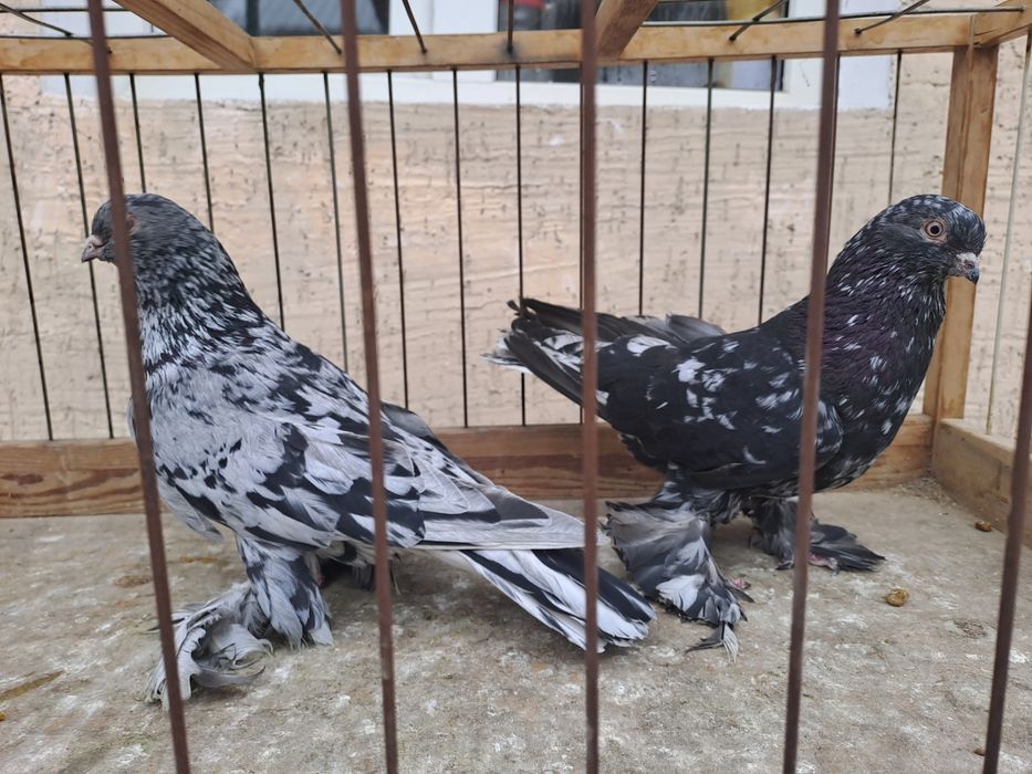 Голуби челкари,жуки ,сочи