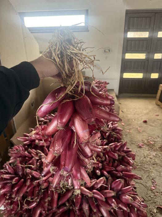 Ceapa rosie de buzau de apa impletita la funie