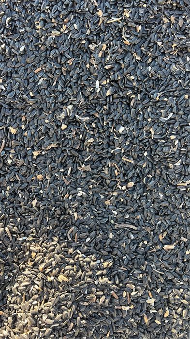 Семечки сухие !!!